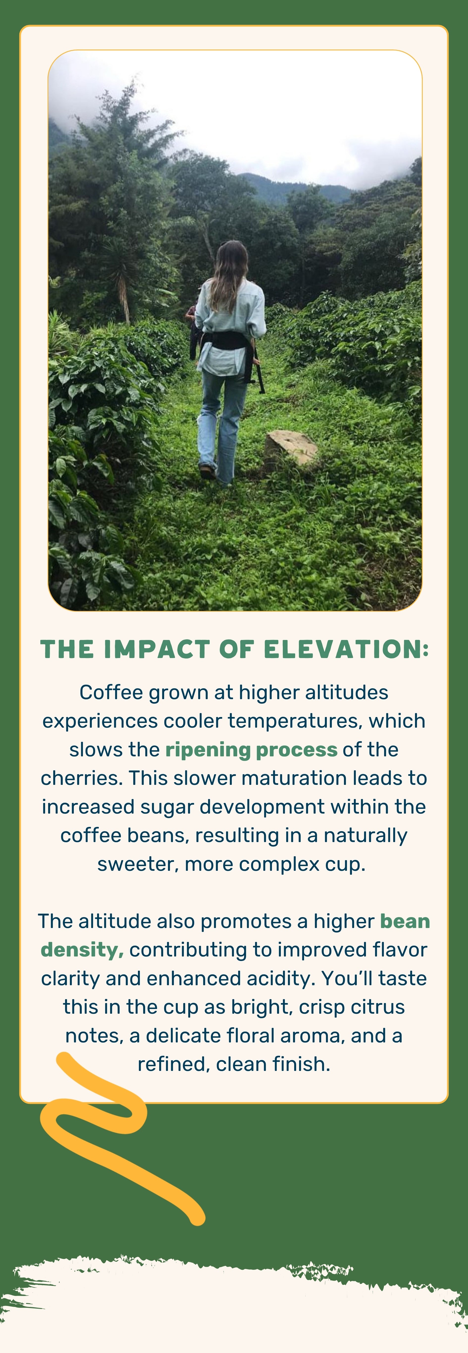 Genesis Coffee